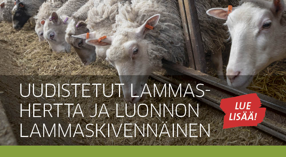 Uudistuneet lammaskivennäiset